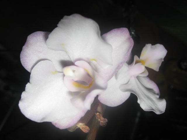 Dtps. Lius Sakura