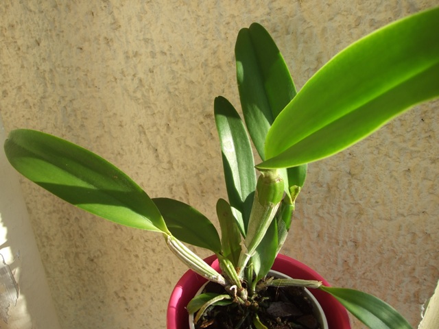 DSCF1811.jpg