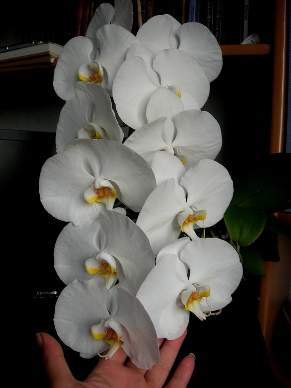 DSCN4966.JPG