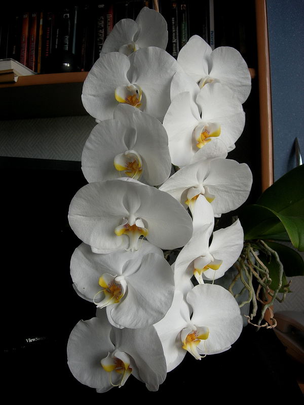 DSCN4972.JPG