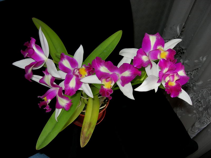DSCN4979.JPG