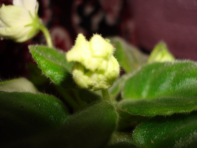 DSC02462_resize.JPG