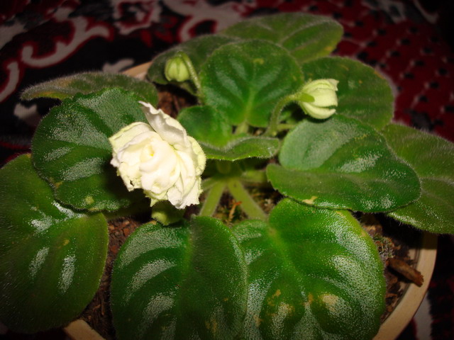 DSC02460_resize.JPG