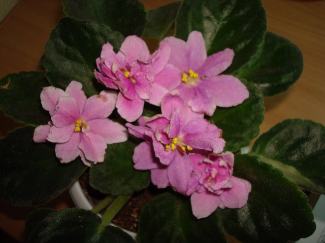 DSC02490_resize.JPG