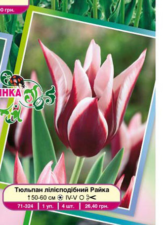 тюльпаны Райка
