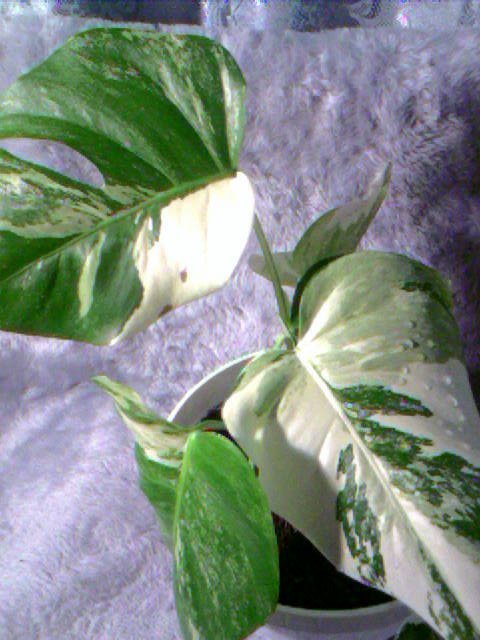 Photo-0116.jpg