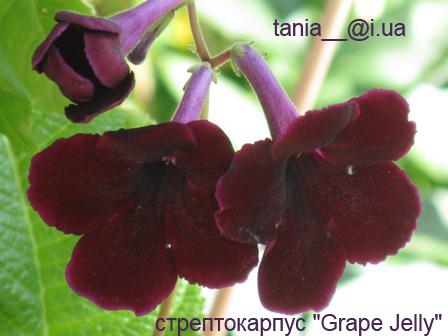 Grapе Jelly.jpg