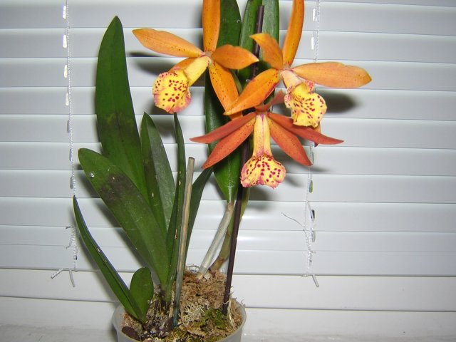 DSCN3827.jpg