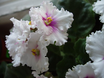 P7100015.jpg
