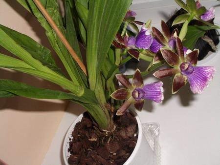 zig 2005 11 13.jpg