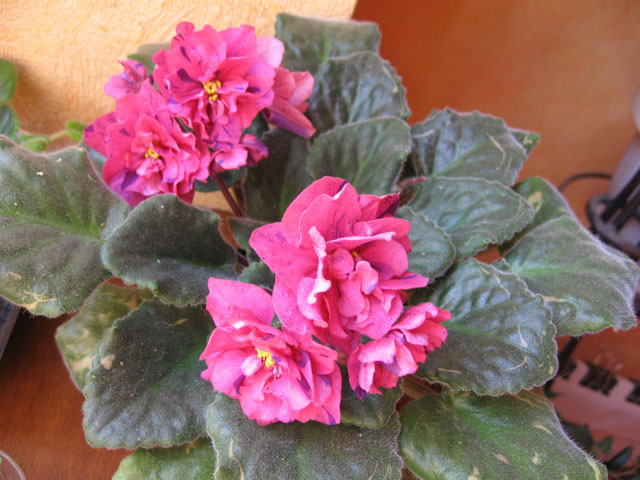 Coral Fantasy2.jpg