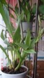 DSC00540.JPG