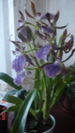 DSC00516.JPG
