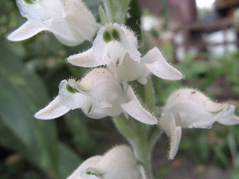 goodyera 2.JPG