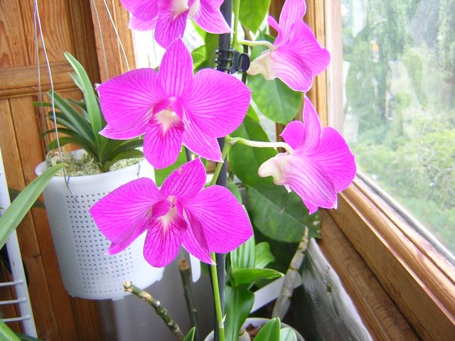 DSCN3938.jpg