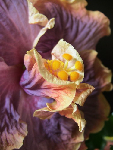 Gator_3-е цветение 003.jpg