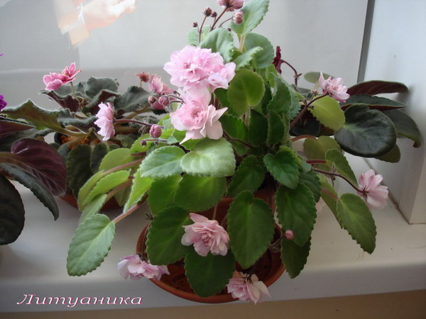 DSC01340.jpg