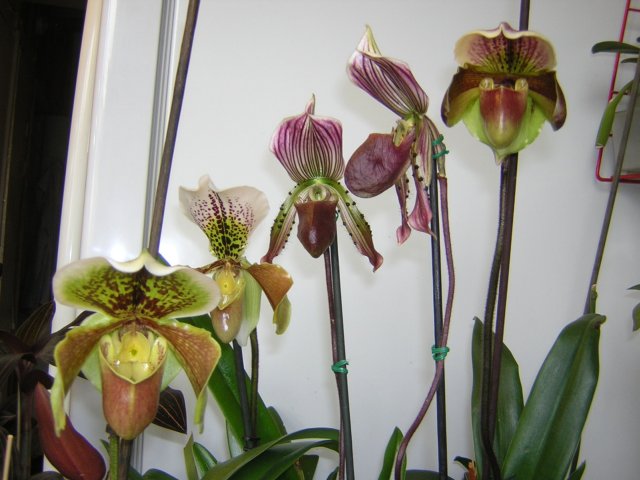DSCN4220.jpg