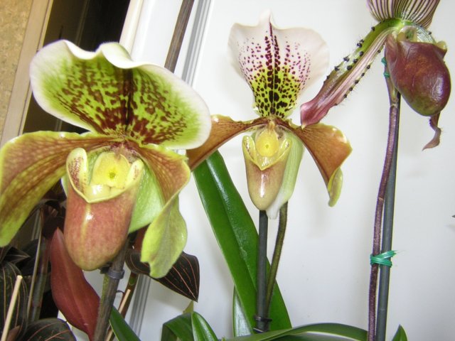 DSCN4219.jpg