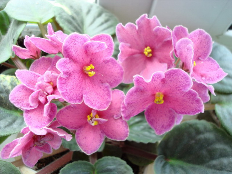 DSC02757_resize_resize.JPG