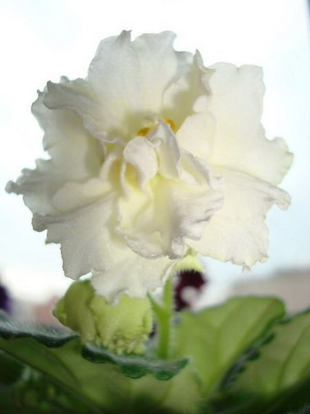 DSC02772_resize_resize.JPG