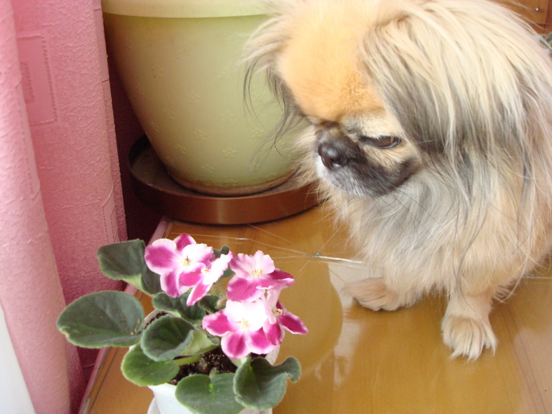 DSC02792_resize.JPG