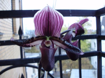 Paph3.jpg