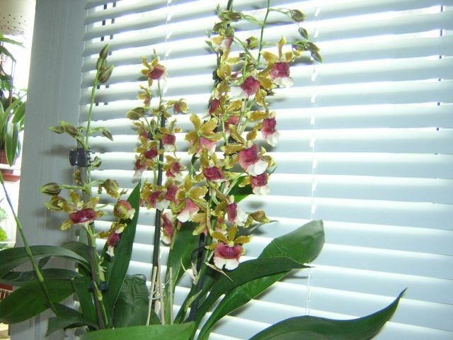 DSCN4304.jpg