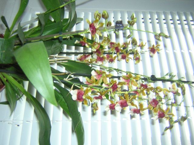 DSCN4305.jpg
