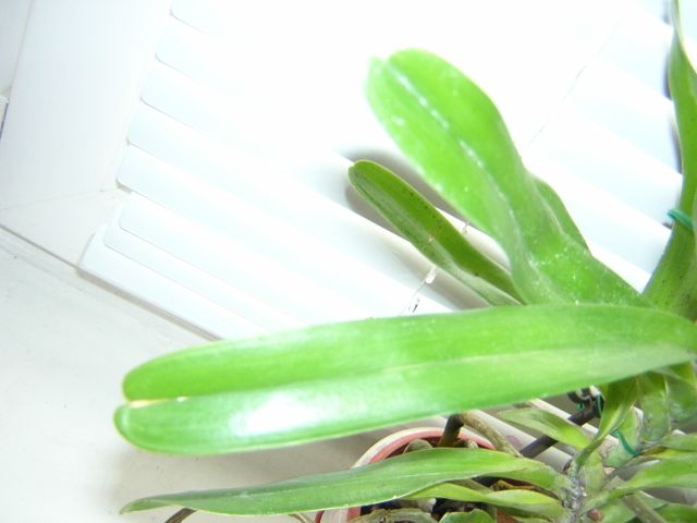 DSCN4264.jpg