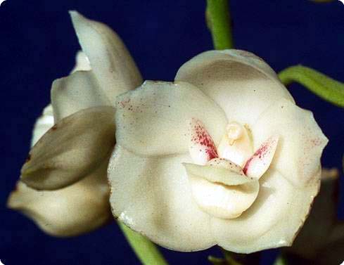Peristeria elata flower