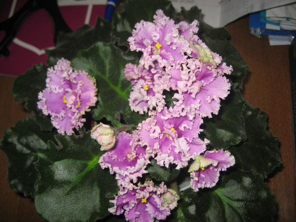 IMG_7956.JPG