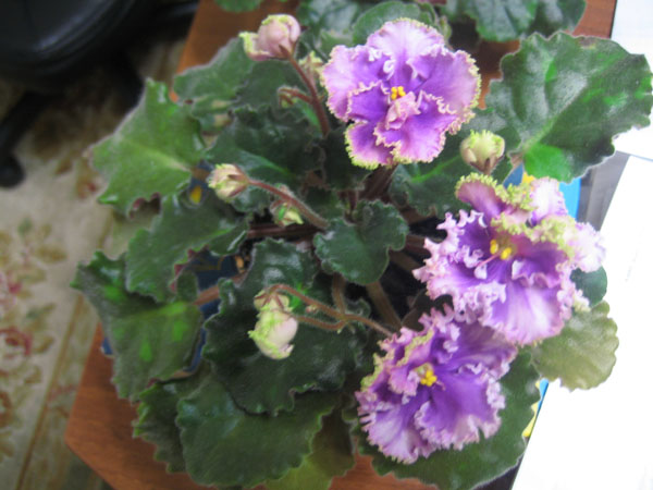 IMG_7964.JPG