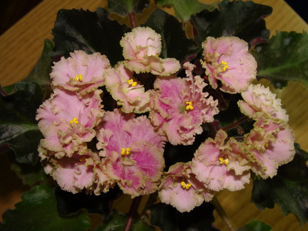 Rob's Antique Rose