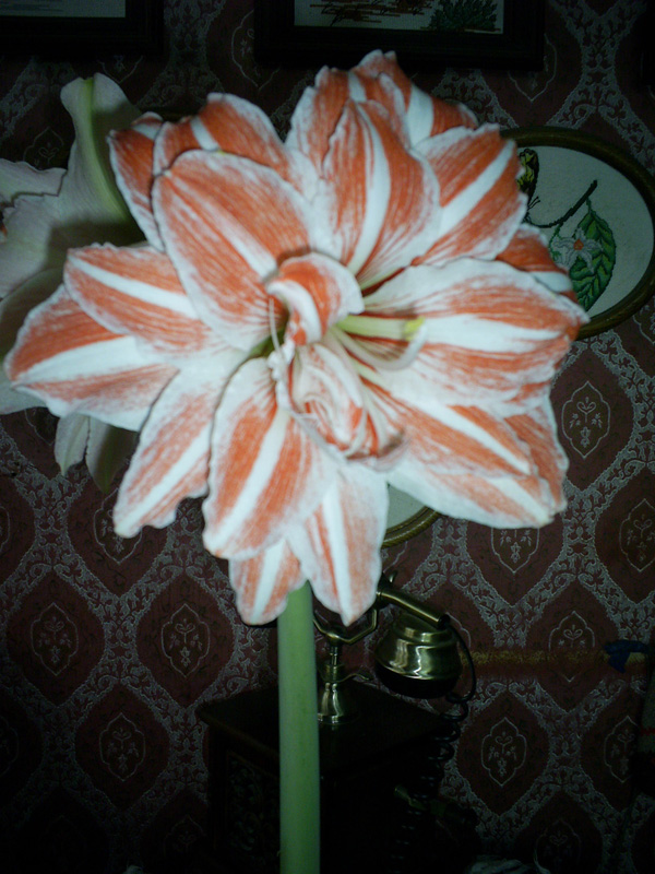 PIC_0004ff.jpg