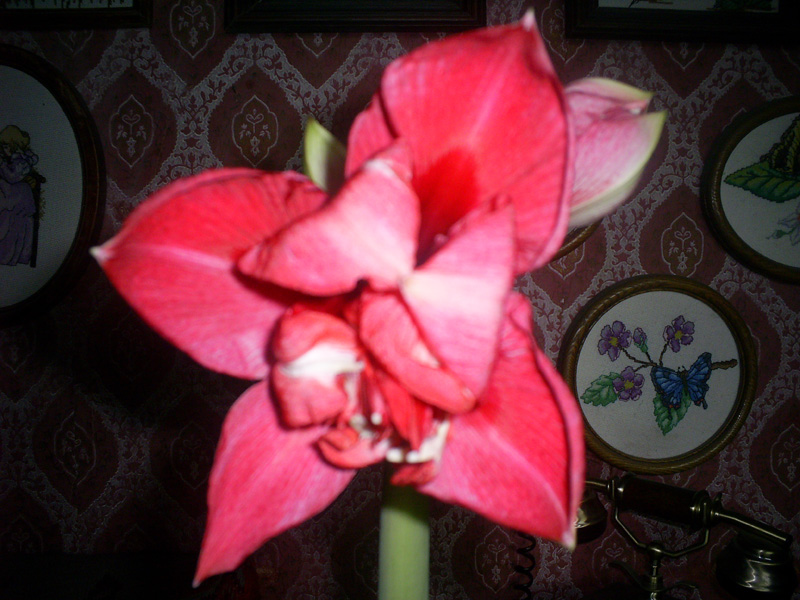 PIC_0052ff.jpg