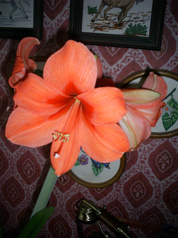 PIC_0150ff.jpg