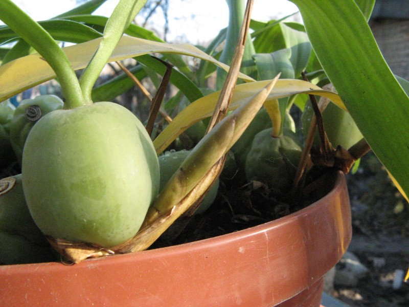 Coelogyna_cristata1.jpg