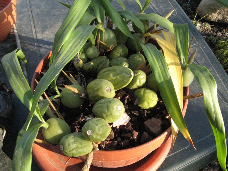 Coelogyna_cristata2.jpg