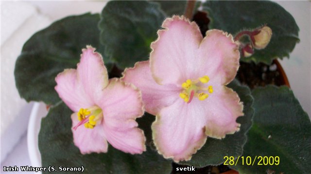 1fe24946d7d6.jpg