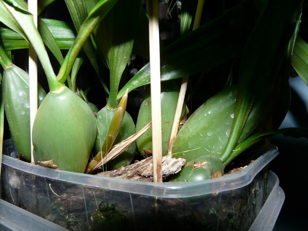 Coelogyna cristata 2009 11 25.jpg