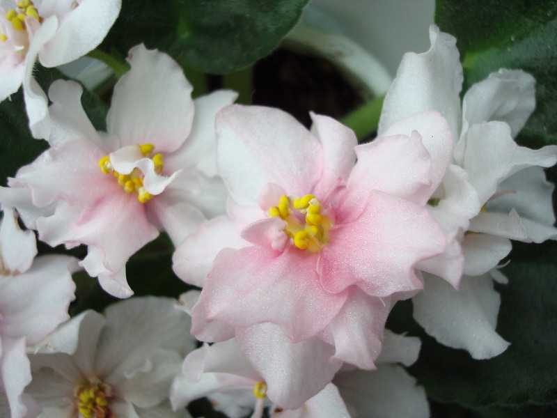 DSC02896_resize.JPG