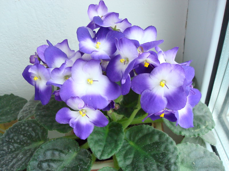 DSC02880_resize.JPG