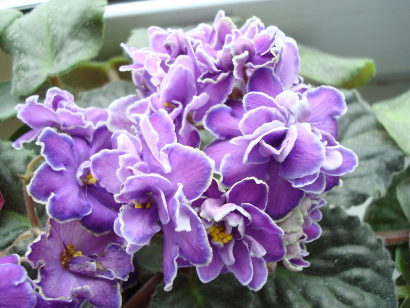 DSC02935_resize.JPG