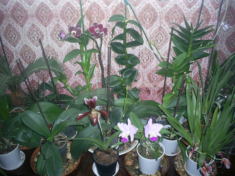 PIC_0118f.jpg