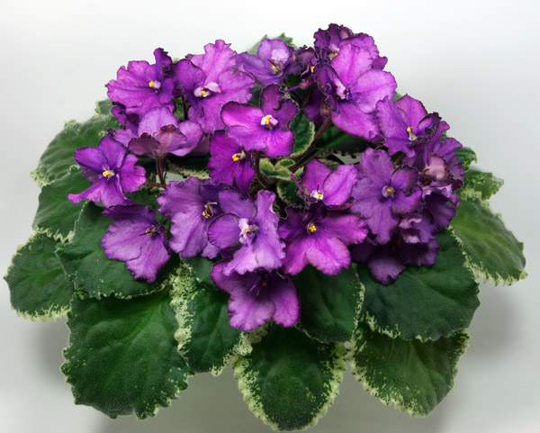 MasGreningGrape1.jpg