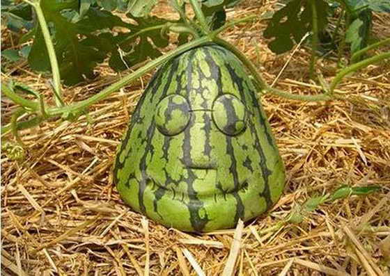 freaky_nature_creations_05.jpg