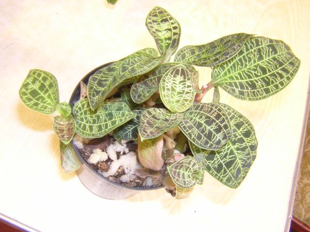 DSCN4581.jpg