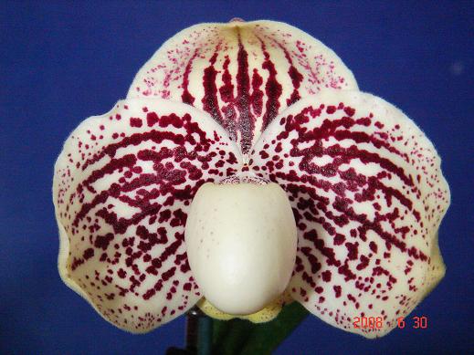 leucochilum 11.jpg
