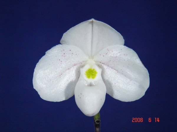 thaianum 11.jpg